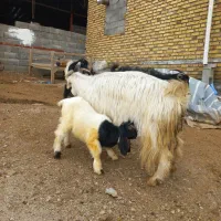 بز وبزغاله جوان|حیوانات مزرعه|کرمانشاه, |دیوار