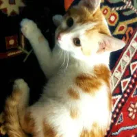 واگذاری بچه گربه|گربه|شیراز, جانبازان|دیوار