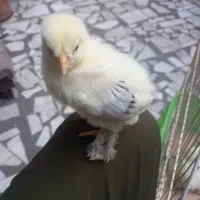 برهما|حیوانات مزرعه|رشت, باهنر|دیوار