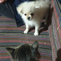 گمشده در گاوازنگ|حیوانات|زنجان, |دیوار