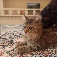 گربه ۵ ماهه ماده|گربه|تهران, صادقیه|دیوار