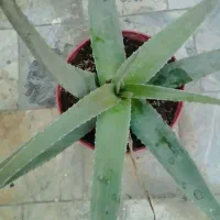 گل آلوئه ورا  طبیعی به قیمت کلی