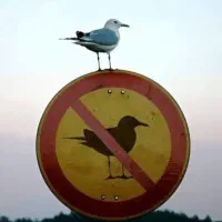 درامد دائمی رایگان