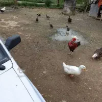 فروش اردک محلی سفید خوشگل بزرگ امساله|حیوانات مزرعه|شفت, |دیوار