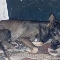 توله سگ مالینویز،