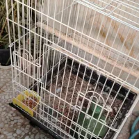 قفس طوطی/عروس هلندی/کبوتر