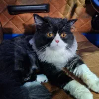 گربه پرشین نر