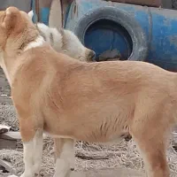 سگ نژاد دار|سگ|نیمروز, |دیوار