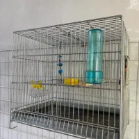 قفس سهره چشم ریز