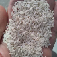 برنج طارم فجر. خوشپخت. هاشمی|عمده‌فروشی|نسیم‌شهر, |دیوار