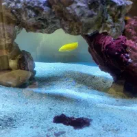 فروش ا عدد راس زرد آب شور