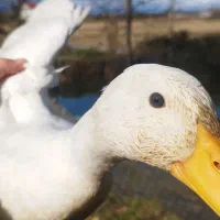 فروش اردک نر|حیوانات مزرعه|شفت, |دیوار