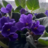 تعدادی بنفشه آفریقایی برای فروش دارم