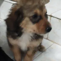 توله سگ پا کوتاه