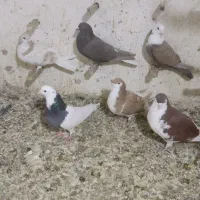 فروش چند جفت آلمان کیلومتری با تخم جوجه و پرشی