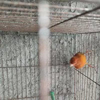 قناری سوخته نرآماده جوان رنگ طبیعی بدون رنگدانه|پرنده|اردبیل, |دیوار