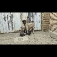 واگذاری توله سرابی اصیل|سگ|اصفهان, گلزار|دیوار