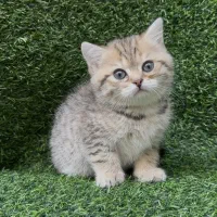 گربه بریتیش|گربه|کرج, عظیمیه|دیوار