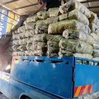 ذغال کبابی|عمده‌فروشی|رشت, پیرکلاچای|دیوار