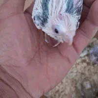 جوجه عروس هلندی سرلاکی|پرنده|داراب, |دیوار