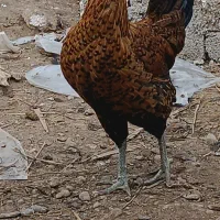 فروش تخم نطفه دار مرغ عربی|حیوانات مزرعه|اهواز, کیان اباد|دیوار