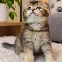 گربه اسکاتیش