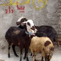میش بره کله سفید