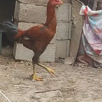 خروس لاری اصیل|حیوانات مزرعه|تاتار علیا, |دیوار