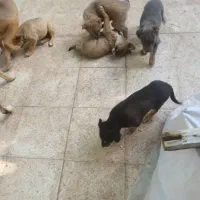 توله سگ