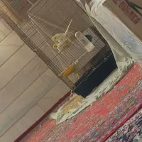 پرنده|پرنده|قم, شهرک امام حسین|دیوار