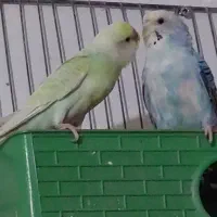 مرغ عشق مولد