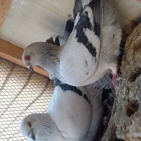 فروشی نرو ماده شامی قدیمی ذات عتیقه