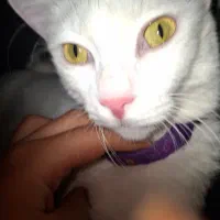 واگذاری رایگان گربه ماده ۲ ساله عقیم نشده