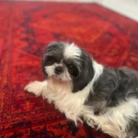 شیتزو|سگ|ابهر, |دیوار