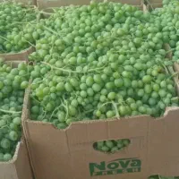 غوره  ترش و ابدار