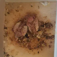 فنچ کینگ|پرنده|فسا, |دیوار