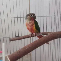 گرینچیک یلوساید دبل رد دستی