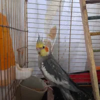 یک جفت عروس هلندی بالغ تخم گذار|پرنده|قم, قم نو|دیوار