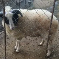فروش گوسفند نر