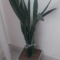 فروش گل طبیعی