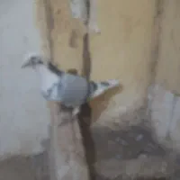 پلنگ سبز نر ساده سبز ماده پرشی