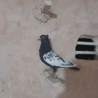 ۷ عددکبوتر|پرنده|اسفراین, |دیوار