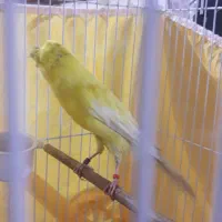 قناری رسمی بلند کاکلی نر