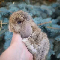 خرگوش مهربون