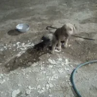 توله سگ پژدر