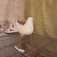 کبوتر اصفهانی پر|پرنده|برخوار, |دیوار