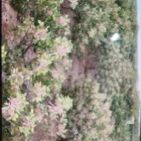 نیم هکتار باغ پسته