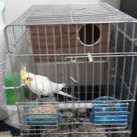 جفت عروس با تخم و جوجه