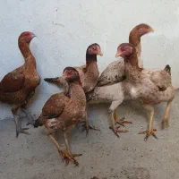 مرغ لاری|حیوانات مزرعه|اهر, |دیوار