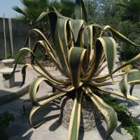 راهنمایی میکنم برا خرید ملک گیلان|فعالیت داوطلبانه|شیراز, شاهچراغ|دیوار